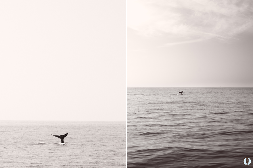 BWwhales BWwhales